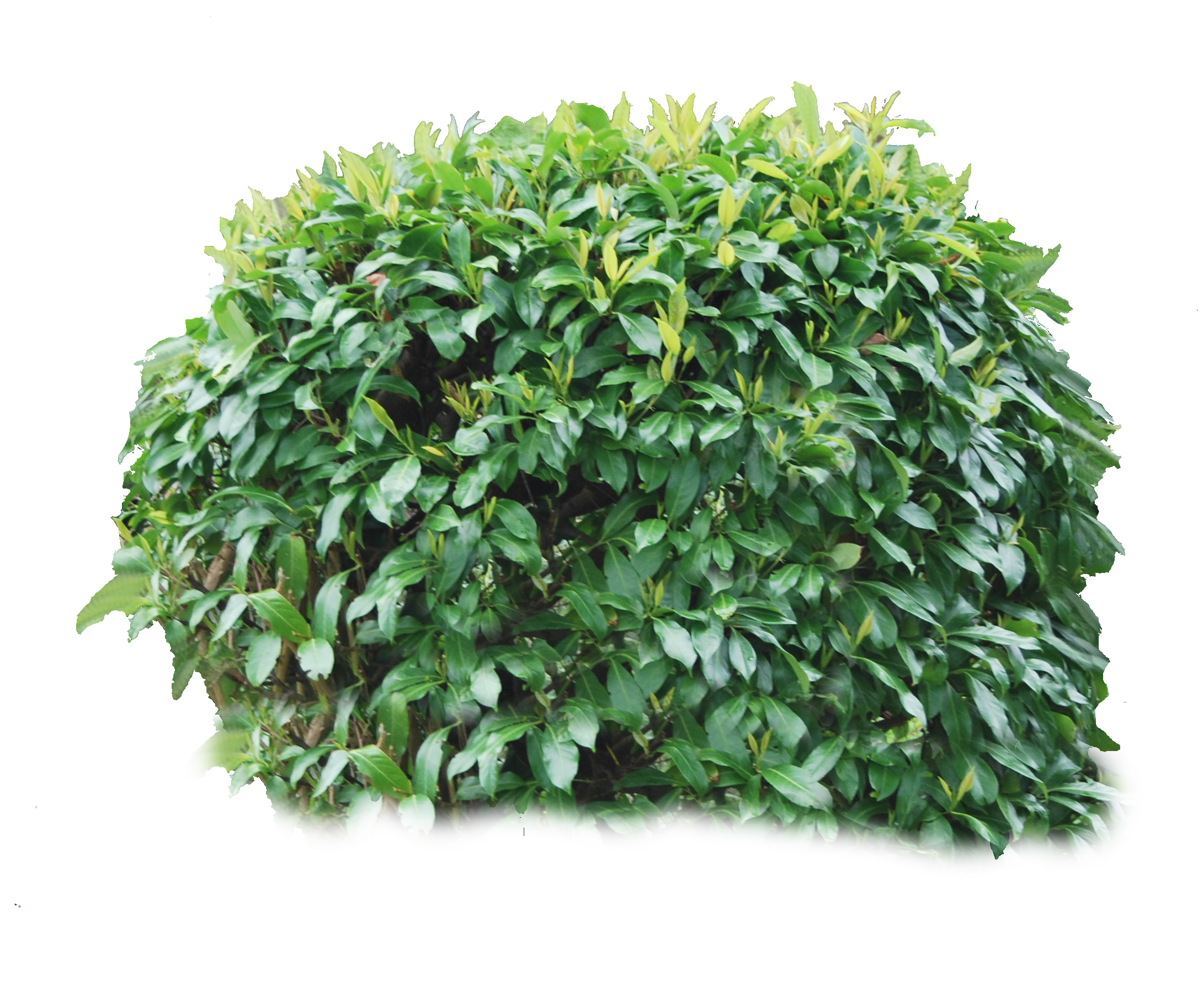 bush_04_png___by_alzstock-d6lc7xz (unused)