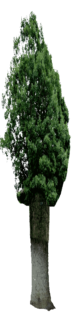A tree. A tree.