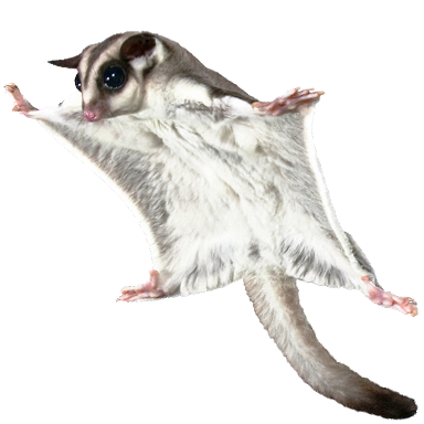 TLLTD-SugarGliderNew.png