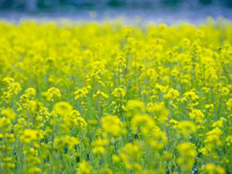 nature07 nature07