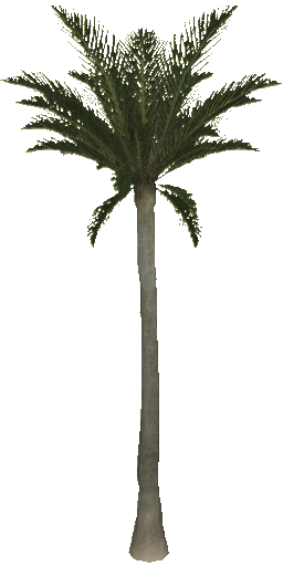 CSS-cs_havana-palmbillboard.png CSS-cs_havana-palmbillboard.png