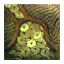 Sponge Sponge