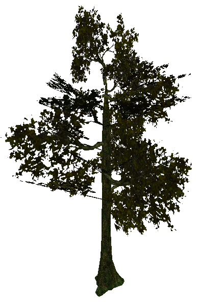 tree_jungle_05.mdl, submodel 1. tree_jungle_05.mdl, submodel 1.