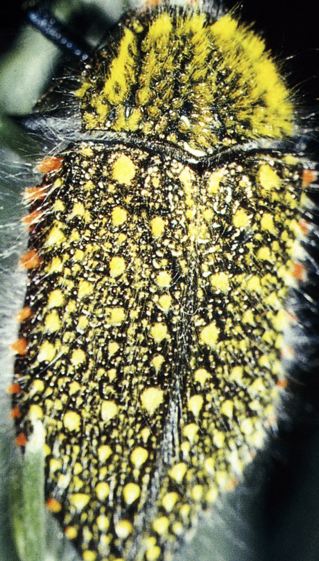 fuzzy fuzzy
