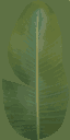 TFA2004_amazonLevel_PALM6.png