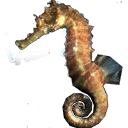 jw_seahorse jw_seahorse
