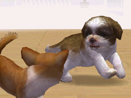 NDG_dog_shih02.jpg NDG_dog_shih02.jpg