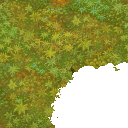 foret_moussarbr1 foret_moussarbr1
