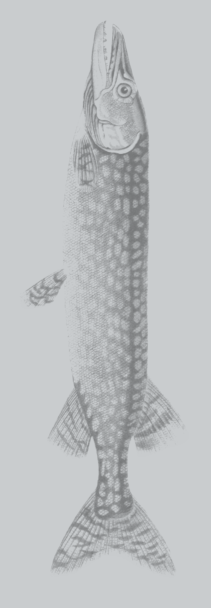 zipzap-fish.png