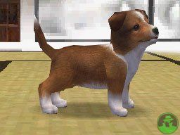 NintendogsMarch14-2005Screenshot12.jpg NintendogsMarch14-2005Screenshot12.jpg