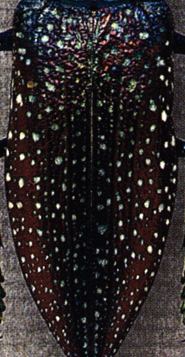 brnspot1 brnspot1