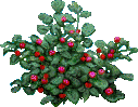 Widowsweeps berries Widowsweeps berries