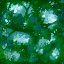 foret_cimes2 foret_cimes2