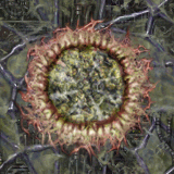 Hl_BIOSPHINC1.png