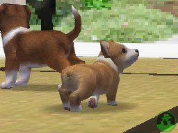 NintendogsMarch14-2005Screenshot28.jpg NintendogsMarch14-2005Screenshot28.jpg