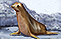 Fur seals for furs!