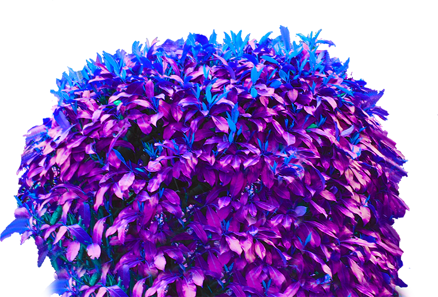bush_orig (unused)