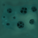 zqSpongSoil1