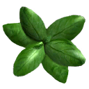 basil_plant basil_plant