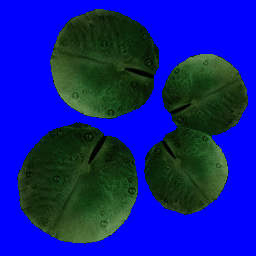 CSDS-Druglab_cr_lilly2.png