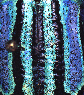 bluspot1 bluspot1
