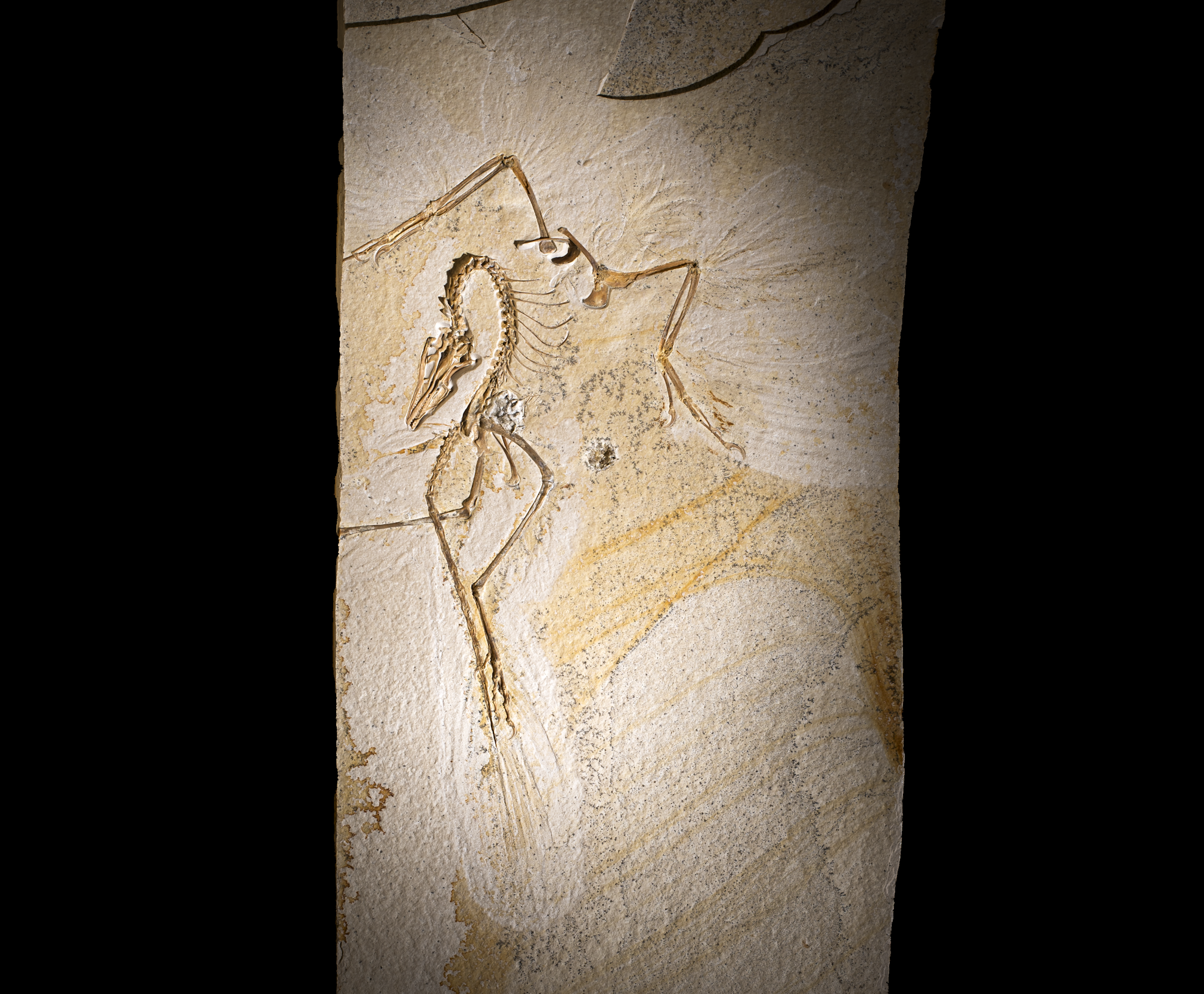 Chicago_Archaeopteryx.png