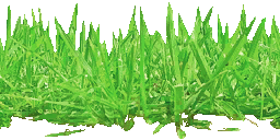 MSSMarioStadiumGrassTexture2.png