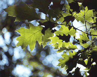 Baldi's_Basics_Plus_Leaves.png Baldi's_Basics_Plus_Leaves.png