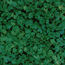 IvyyGrndCover_A IvyyGrndCover_A