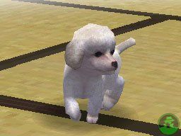 NintendogsMarch14-2005Screenshot19.jpg NintendogsMarch14-2005Screenshot19.jpg