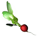bu_radish bu_radish
