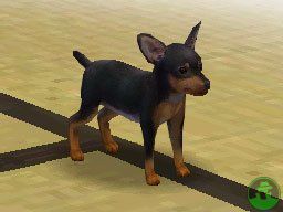 NintendogsMarch14-2005Screenshot10.jpg NintendogsMarch14-2005Screenshot10.jpg