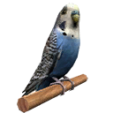 st_stuffed_budgie st_stuffed_budgie