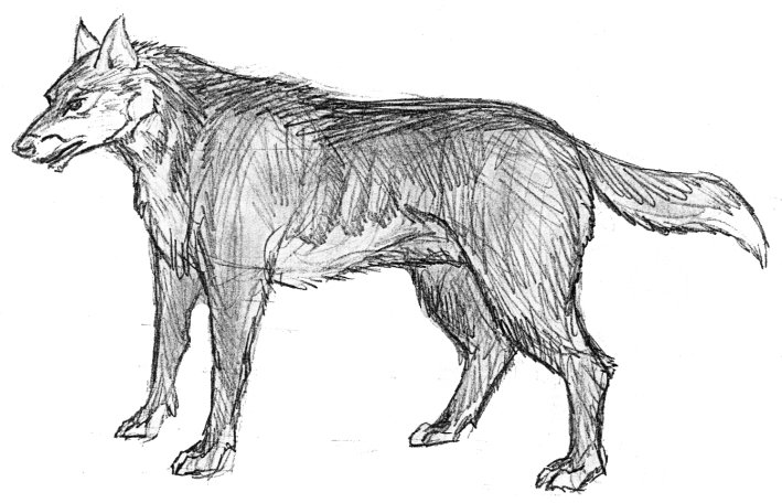 Wolf