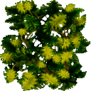 cag_leaf04 cag_leaf04