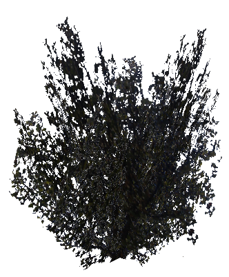 shrub_jungle.mdl shrub_jungle.mdl