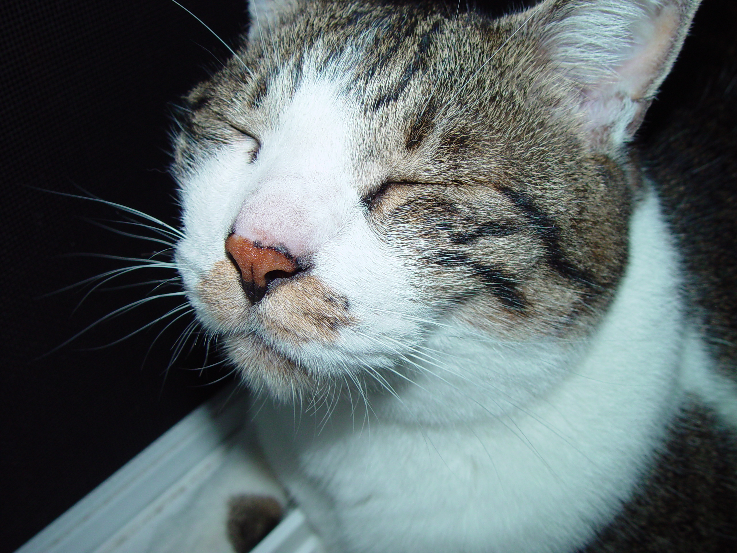 Dmc2_missionselectxls_catpic2.png Dmc2_missionselectxls_catpic2.png