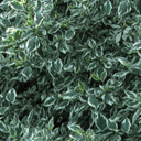 VargGrndCover_A VargGrndCover_A