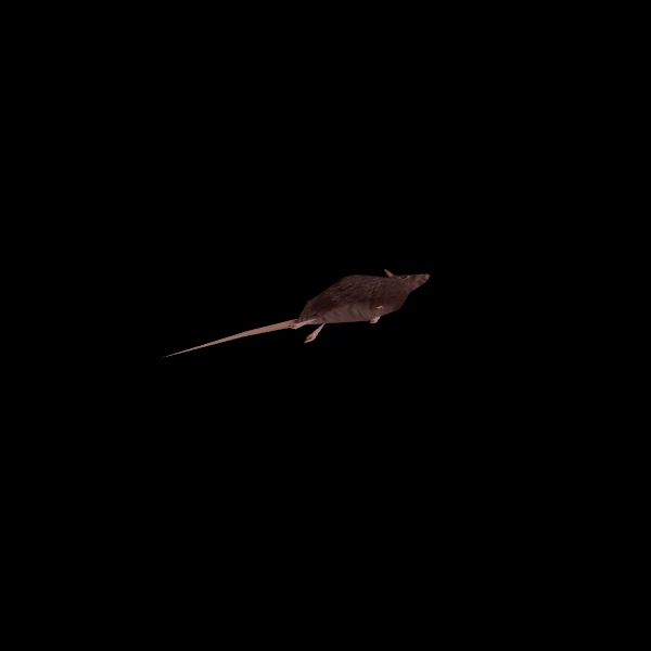 Unused Rat 'Swim' animation.