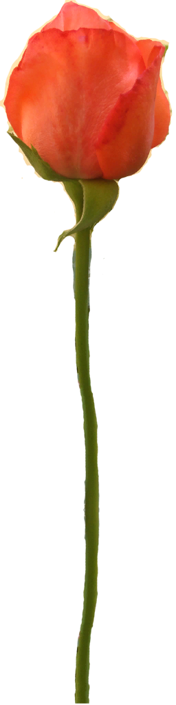 The model's texture.