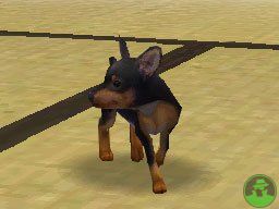 NintendogsMarch14-2005Screenshot1.jpg NintendogsMarch14-2005Screenshot1.jpg