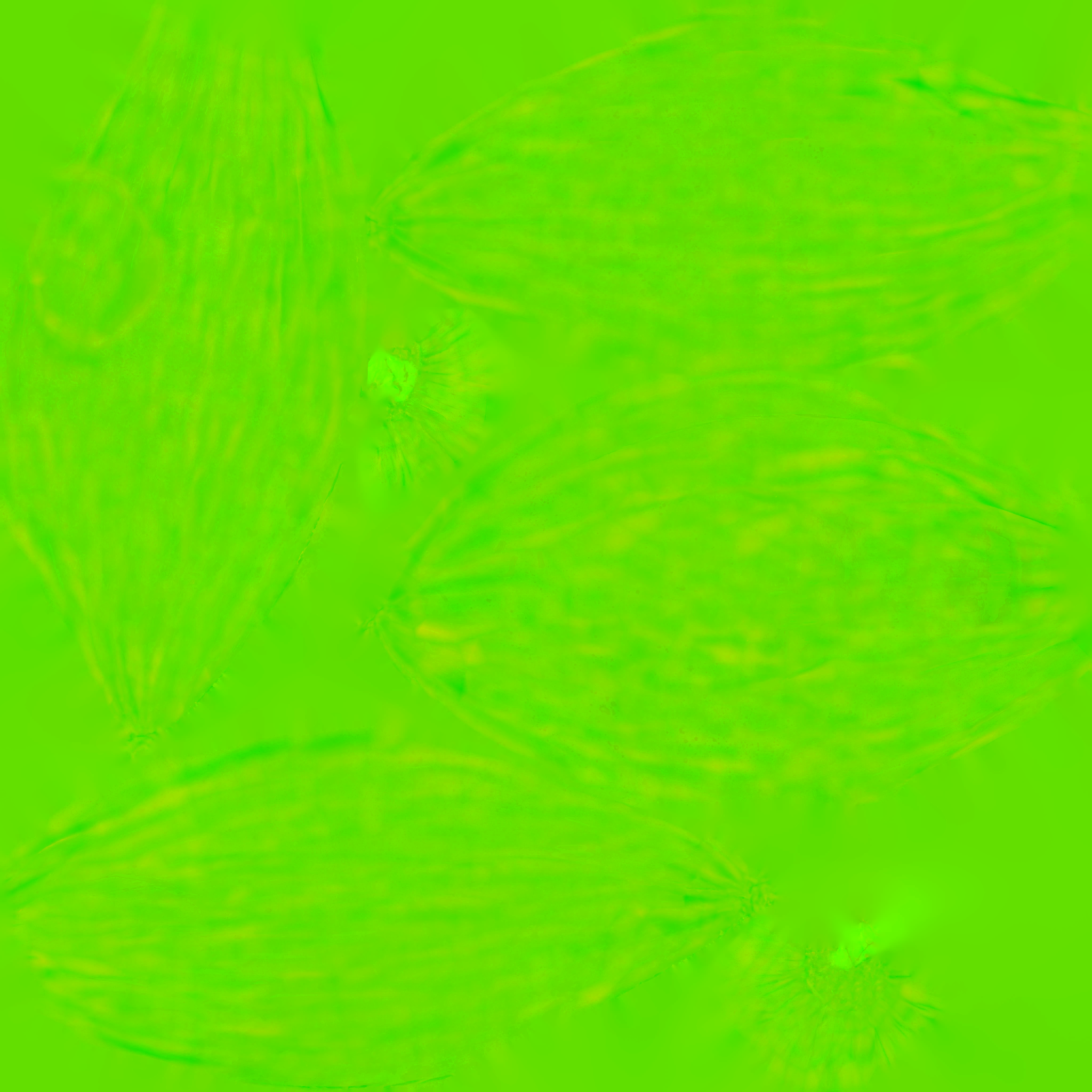 RLDB_T_Coconut_udrlcdmqx_2K_DpR.png