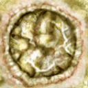 he_guts.tga he_guts.tga