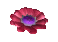 A red flower icon from the TIR minigame.