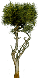 CMR3_Xbox_TEMP_tre_125.png