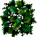 cag_leaf02 cag_leaf02