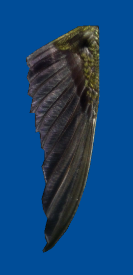 Lbp3_mw_bird_wing.png