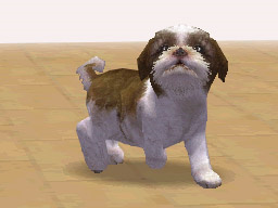NDG_dog_shih01.jpg NDG_dog_shih01.jpg