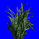 CSDS-Lostcause_grass_tuft_2-O.png_‎