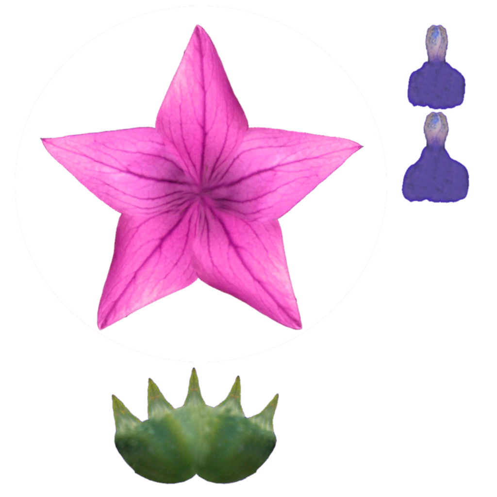 Amanda_1_Demo_T_Flower_Albedo.png